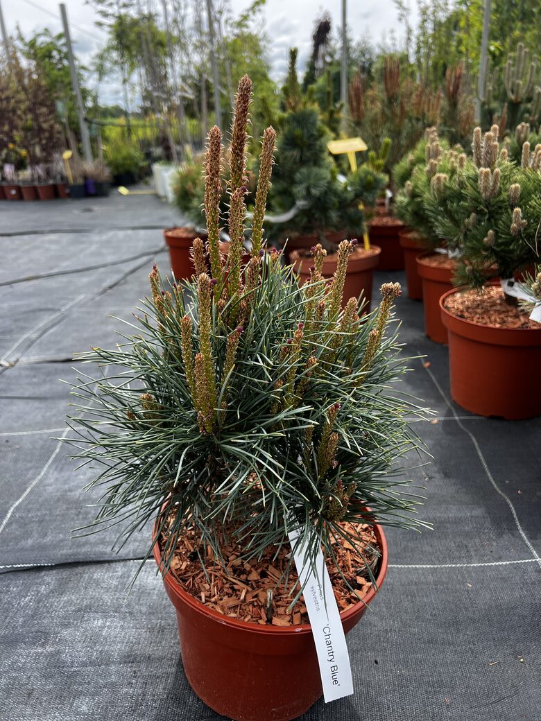 Pušis paprastoji ‘CHANTRY BLUE’