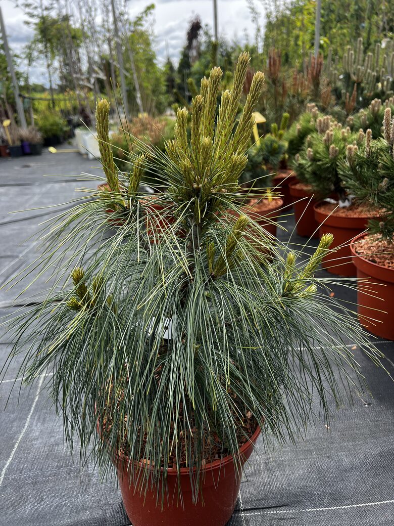 Pušis šverino ’WIETHORST’