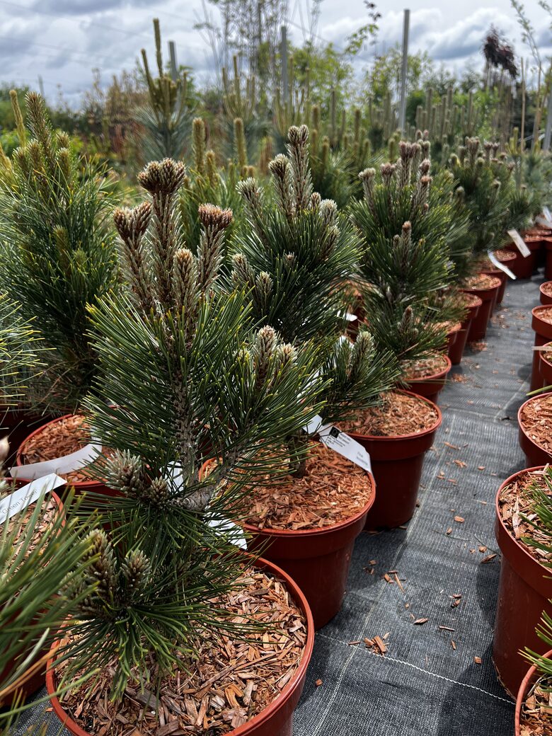 Pušis Baltažievė ‘MALINKI’