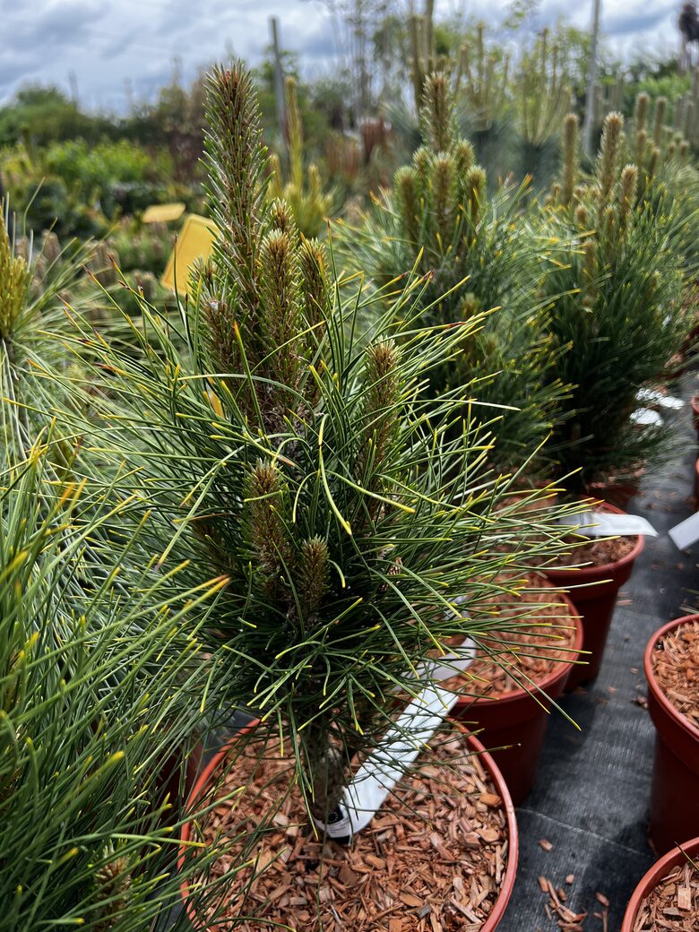 Juodoji pušis ‘GREEN TOWER’