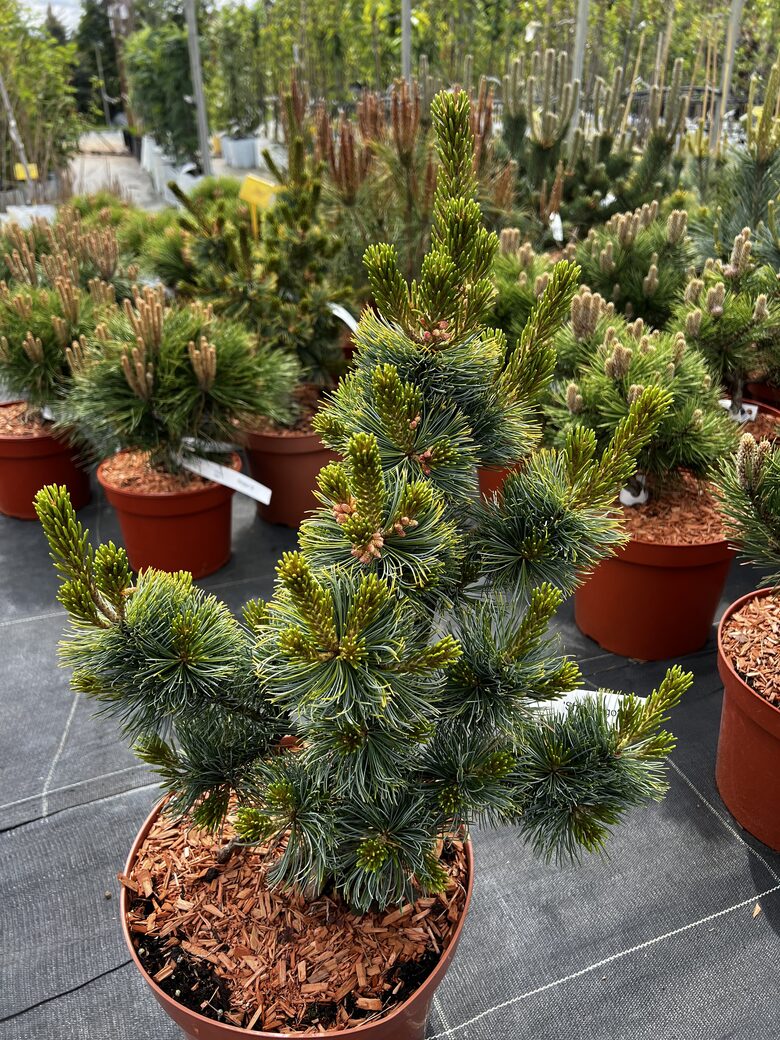 Pušis smulkiažiedė ‘SHIZUKAGOTEN’