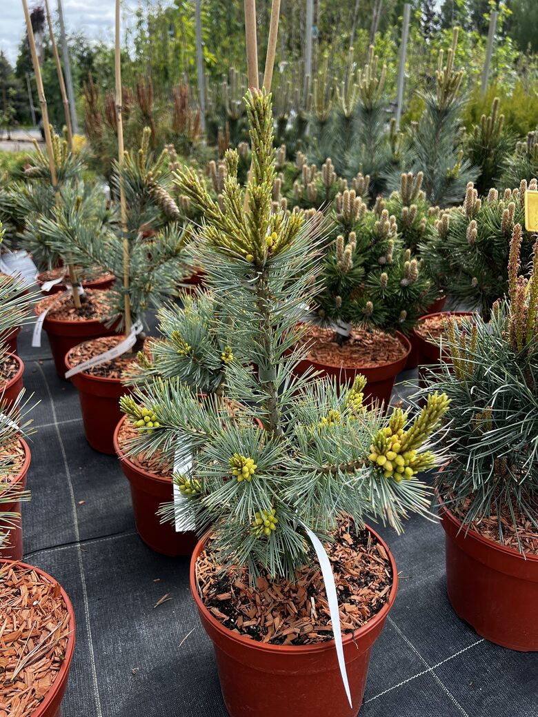 Pušis lankščioji ‘CESARINII BLUE’