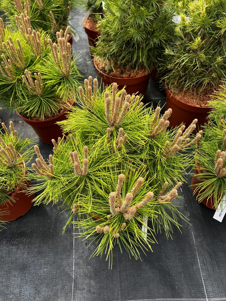 Pušis gausiažiedė ‘LOW GLOW’