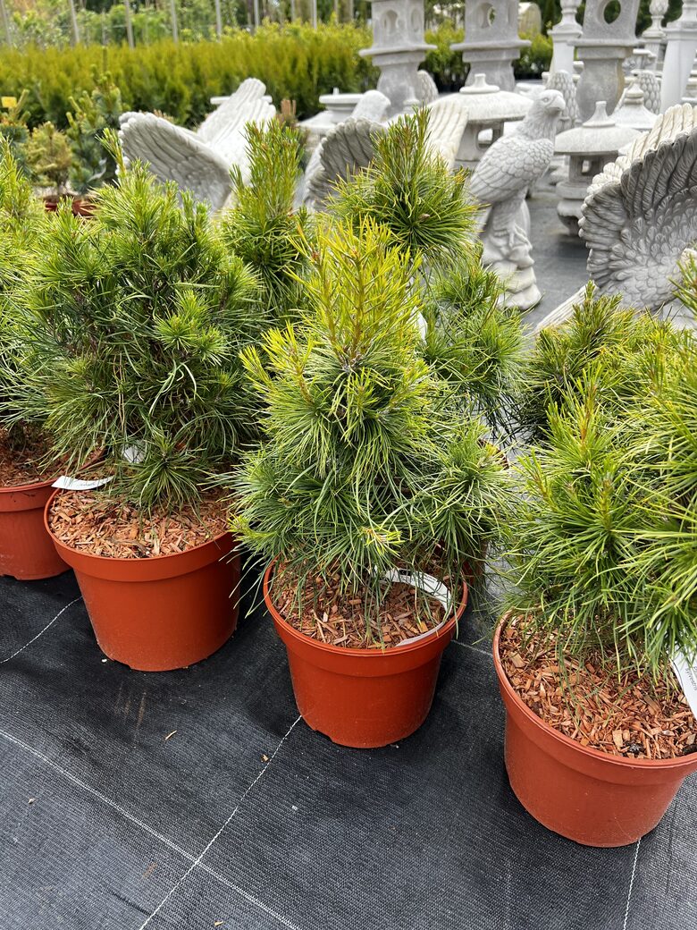 Pušis paprastoji ‘XAVERY’