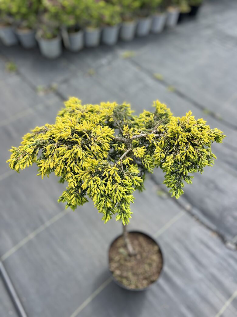 Kadagys ‘Goldschatz’