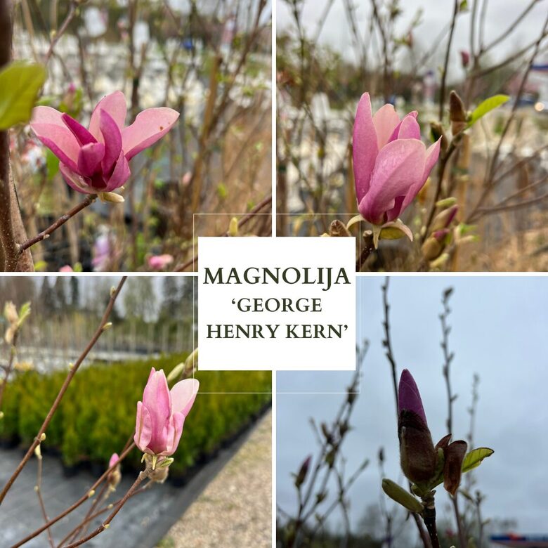 MAGNOLIJA 'GEORGE HENRY KERN' C12