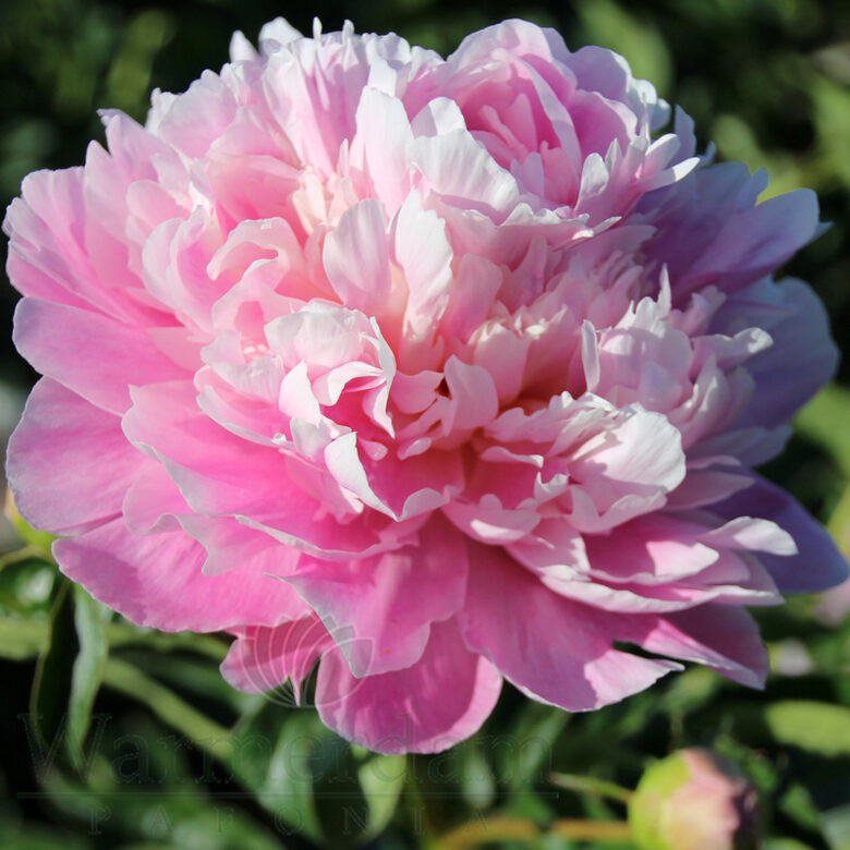 BIJŪNAS 'JACORMA'