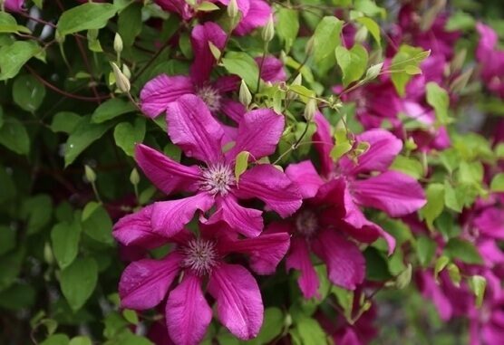 RAGANĖ ''KARDYNAL WYSZYNSKI''