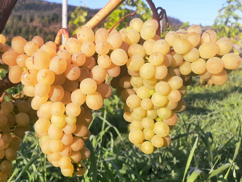 VYNUOGĖ 'KRISTALI' C2