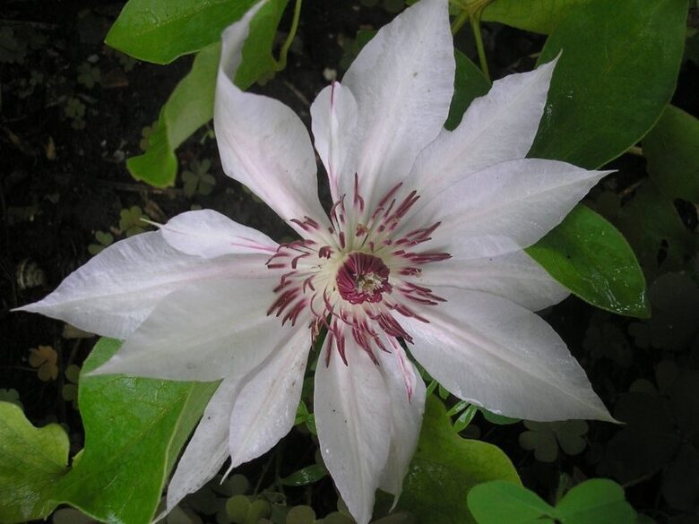 RAGANĖ ''MATKA SIEDLISKA''