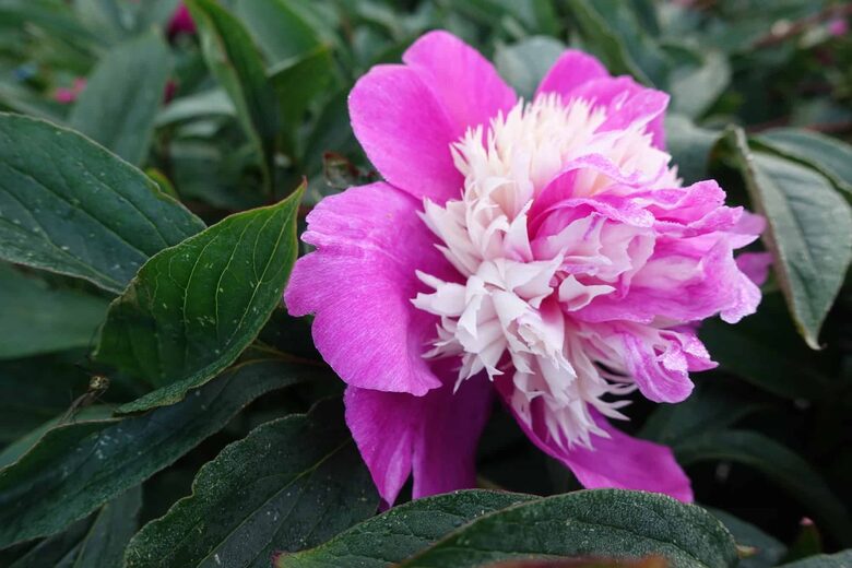 BIJŪNAS 'CELEBRITY'