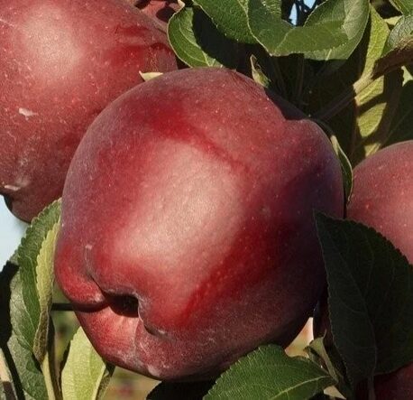 OBELIS 'RED CAP' žieminė, (vazone)