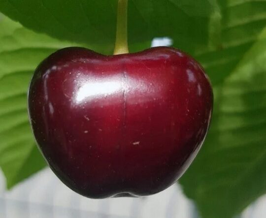 Trešnė ‘Regina’ vazone