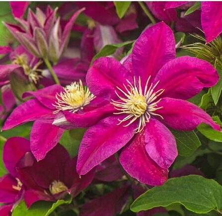 RAGANĖ 'ERNEST MARKHAM'