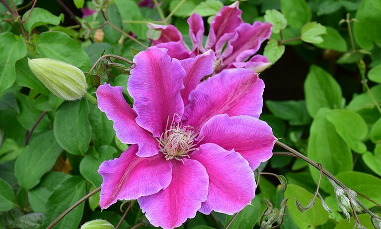 RAGANĖ 'DR. RUPPEL'