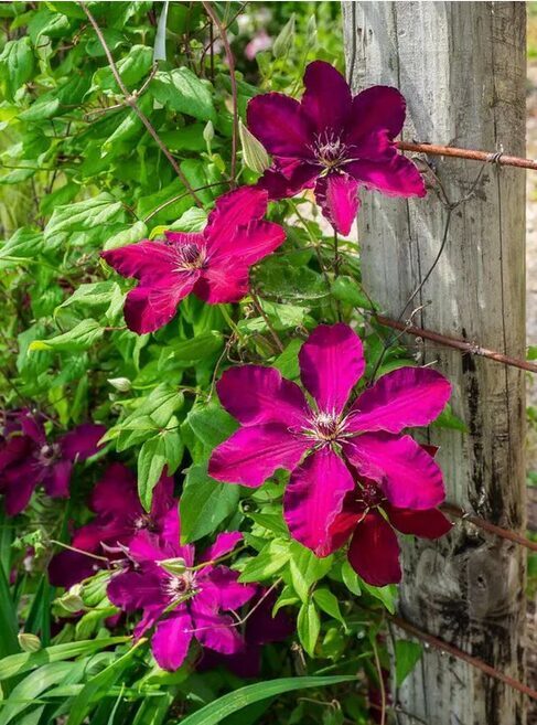 RAGANĖ ''WESTERPLATTE''