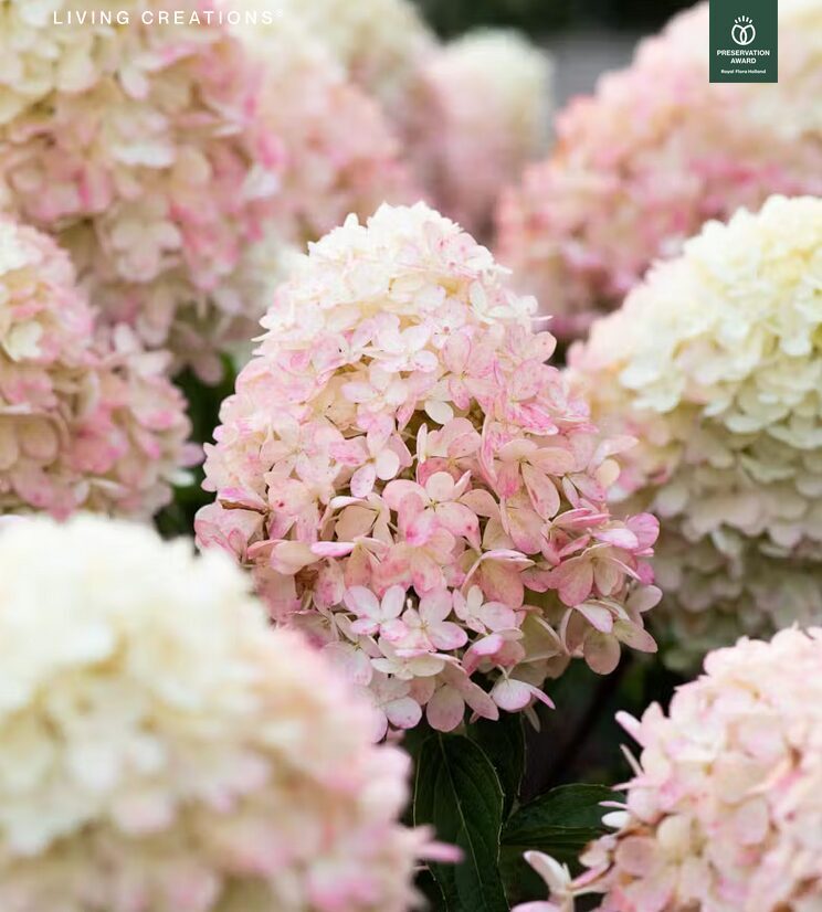 HORTENZIJA ŠLUOTELINĖ 'LIVING RASPBERRY PINK' C10