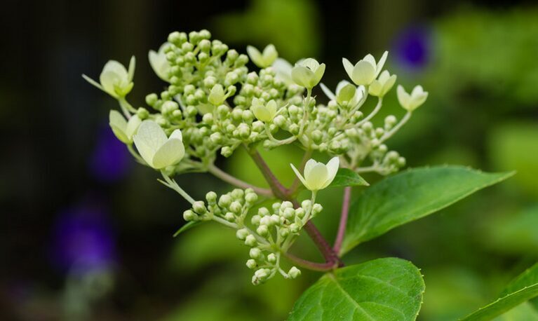 HORTENZIJA  PASTELGREEN 'RENXOLOR' PBR C3