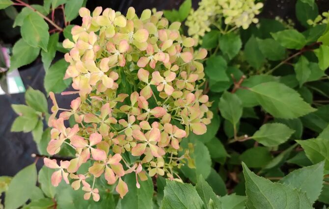 HORTENZIJA ŠLUOTELINĖ 'ROMANTIC ACE' C5