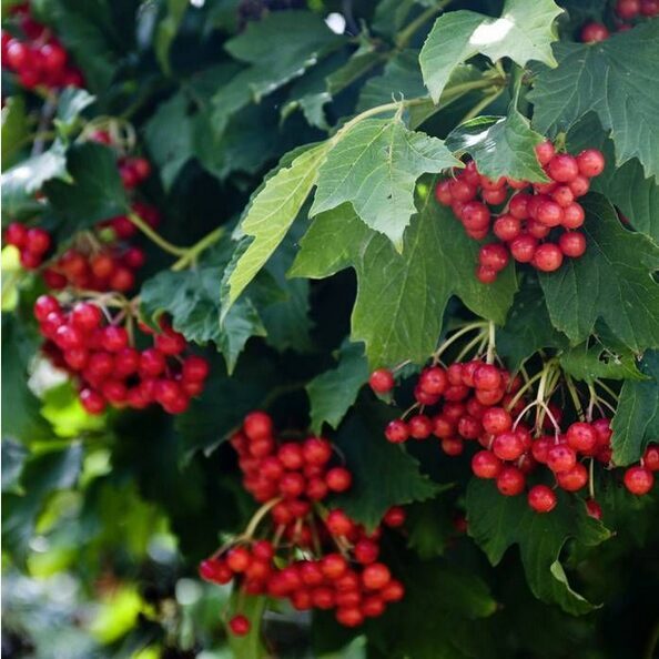 PUTINAS PAPRASTASIS (VALGOMAS) 'COMPACTUM' C10