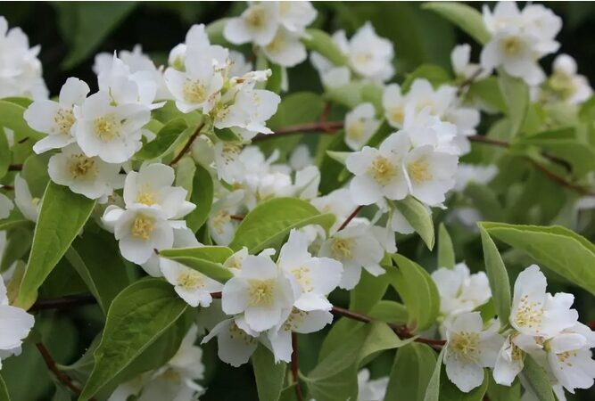 JAZMINAS 'LEMOINEI' C2