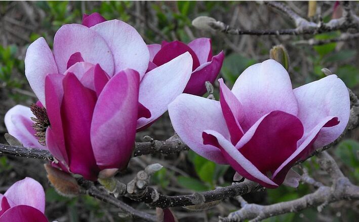 MAGNOLIJA 'CAMEO'