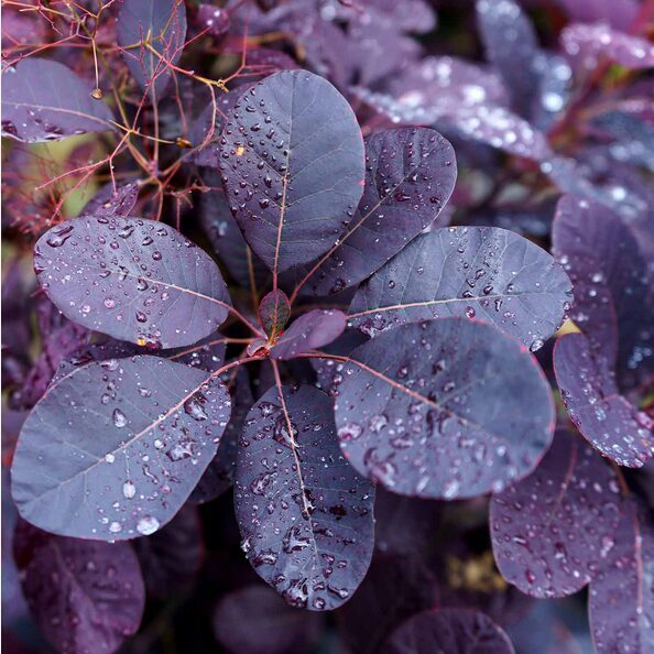 PŪKENIS EUROPINIS ' ROYAL PURPLE'