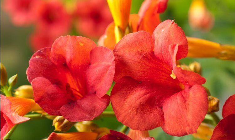 LASTŪNĖ 'MME GALEN' 