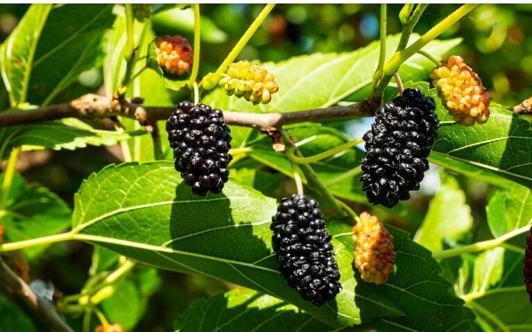 ŠILKMEDIS JUODASIS (MORUS NIGRA)