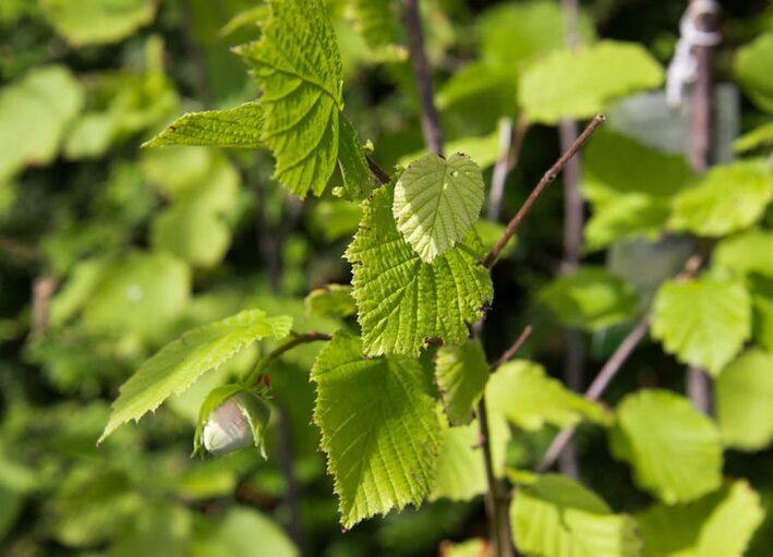 Lazdynas paprastasis 'HALLE'