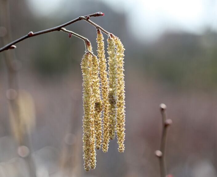 Lazdynas paprastasis 'KATALONIJA'