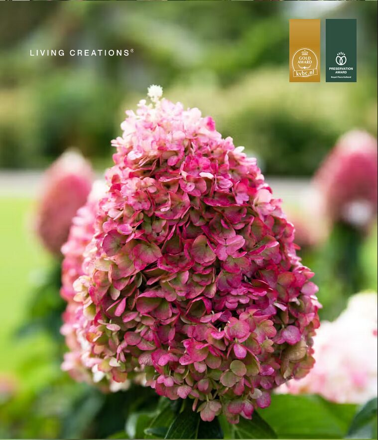 HORTENZIJA  LIVING PINKY PROMISE C3