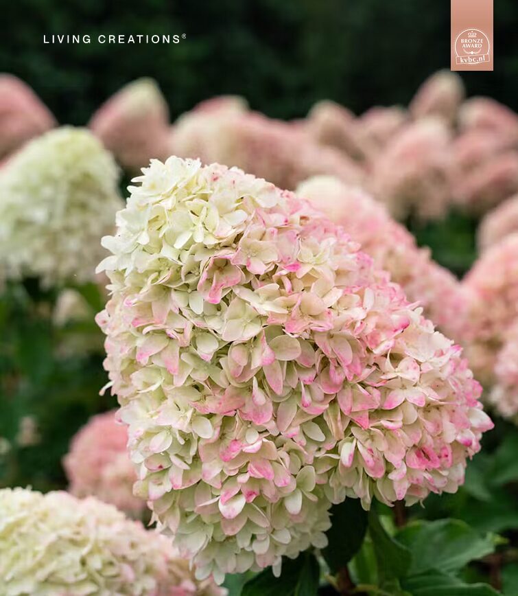 HORTENZIJA LIVING CANDY LOVE C3