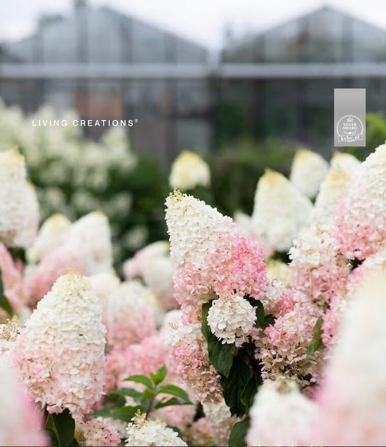 Hortenzija Living Strawberry Blossom c3