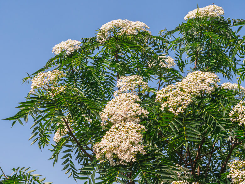 Japoninis šermukšnis ‘Dodong’ 130-150 cm.