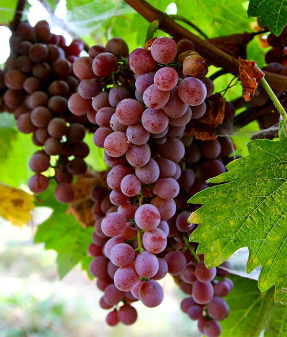 VYNUOGĖ 'SWENSON RED' C2