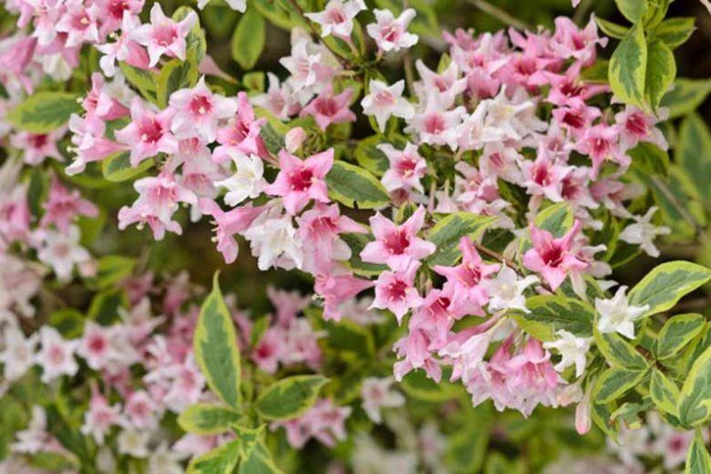 VEIGELĖ GRAŽIAŽIEDĖ 'VARIEGATA'