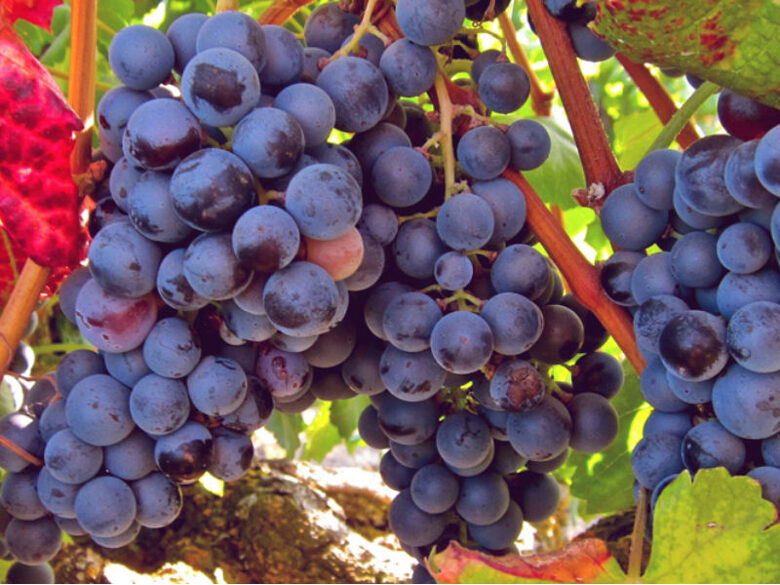 VYNUOGĖ 'FREDONIA' C2