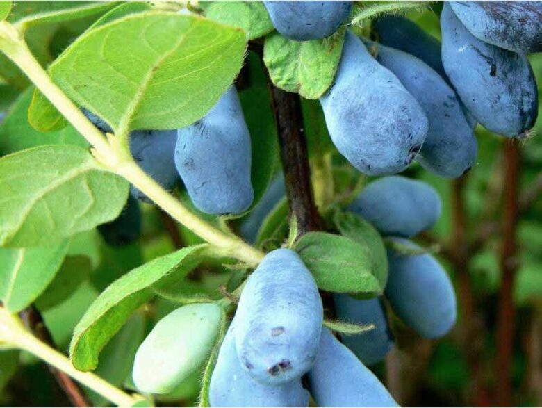 KAMČIATKINIS SAUSMEDIS 'Czelabinka' C10