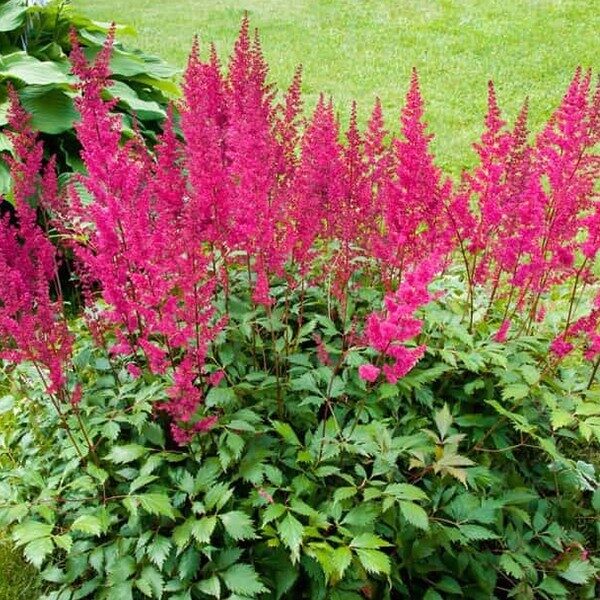 Astilbe 'BIG BAND' C3