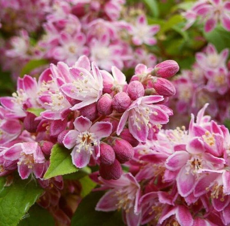 DEUCIJA 'STRAWBERRY FIELDS' C2