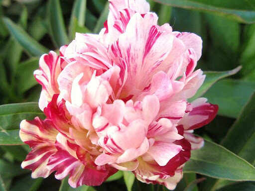 BIJŪNAS 'FIRE WORKS'