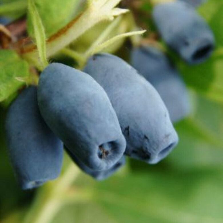 KAMČIATKINIS SAUSMEDIS 'WOJTEK' C10