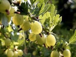 Agrastas ''Invicta''