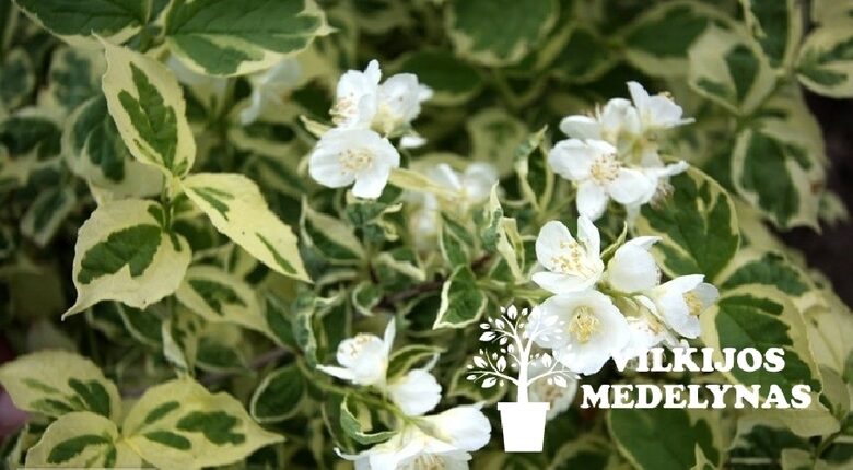 JAZMINAS DARŽELINIS 'VARIEGATUS' C5