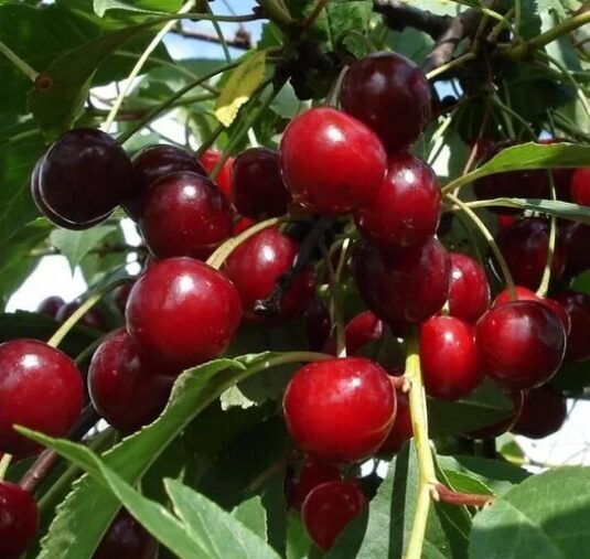 Vyšnia ''Keleris-16'' savidulkė, vazone