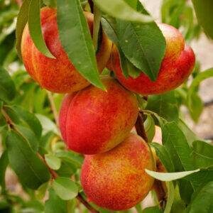 ''Fantasia'' koloninis, savidulkis (vazone)