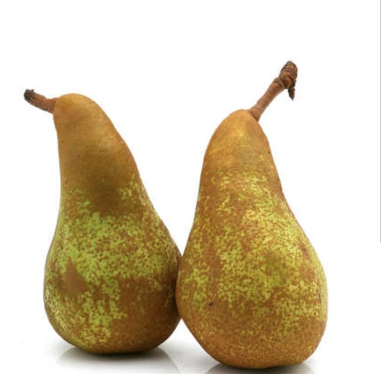 Kriaušė 'Konferencinė' rudeninė, vazone