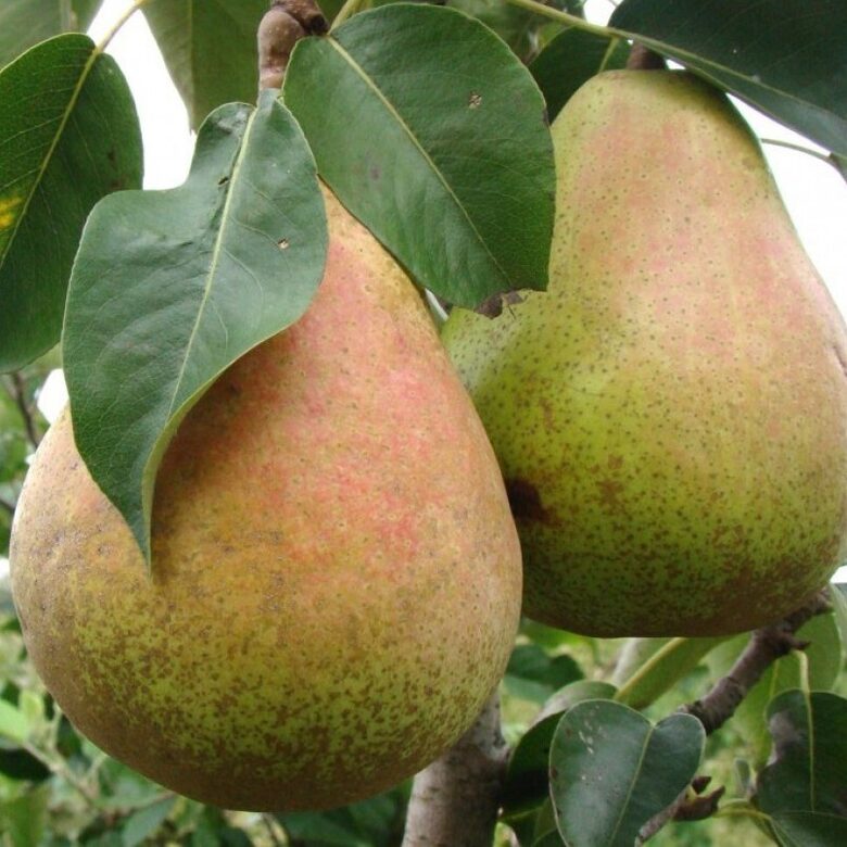 Kriaušė ‘Marmurinė’