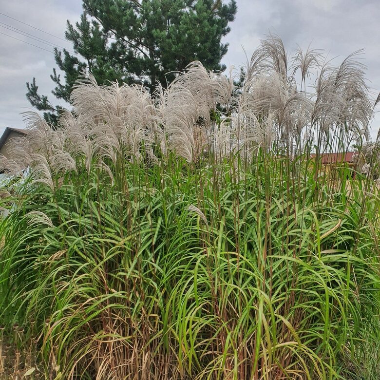 Kininis miskantas ''Memory'' C5